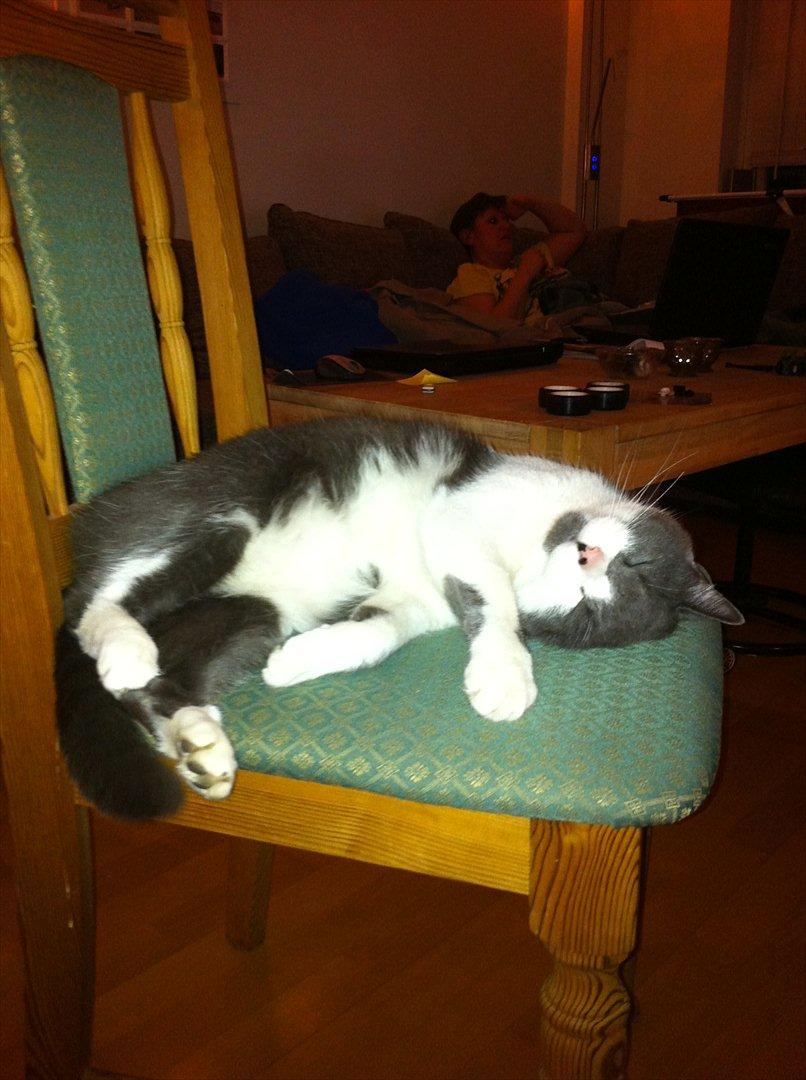 Blanding af racer "Albot" - Godnat!  :O billede 18