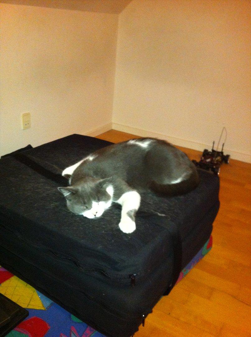 Blanding af racer "Albot" - Godnat! :O  igen.. billede 19