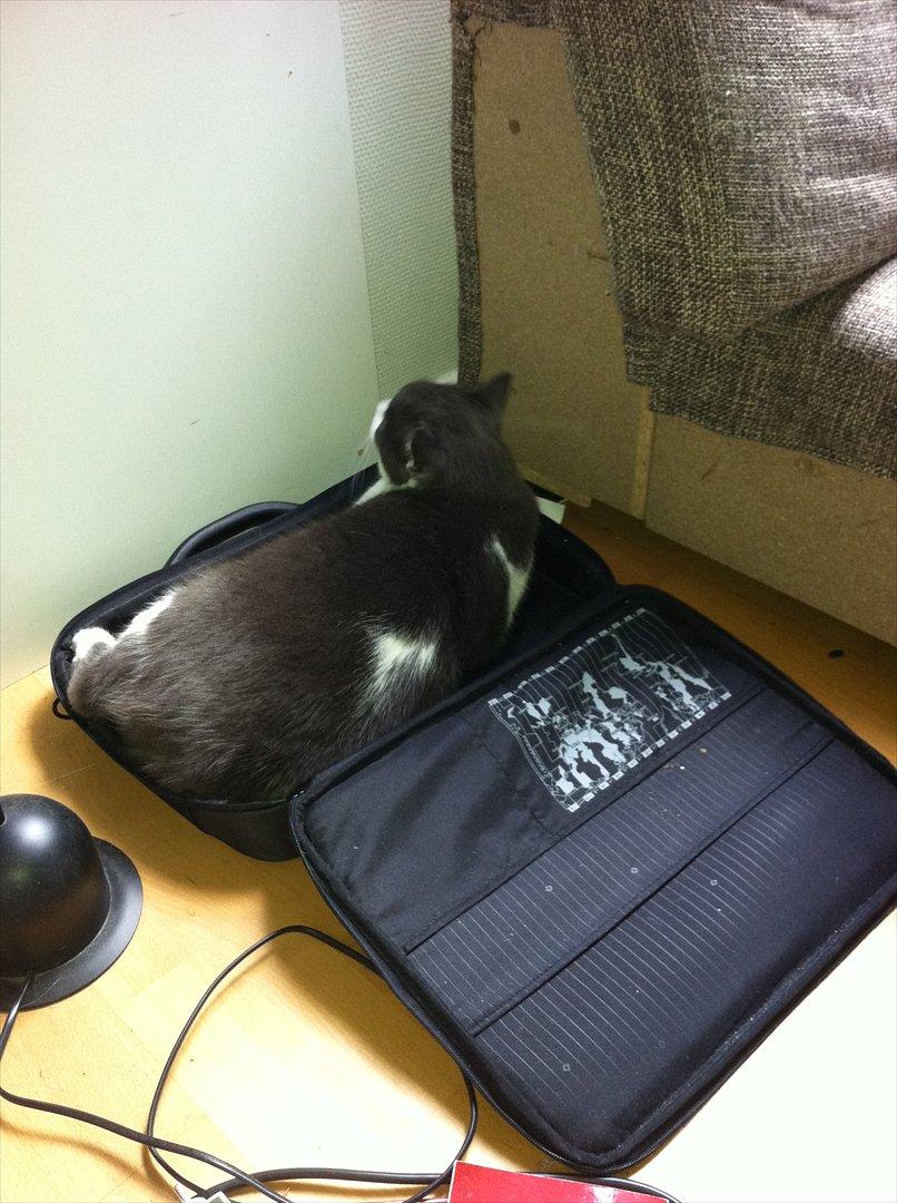 Blanding af racer "Albot" - Jeg kan da lige klemme røven ned. :) billede 20