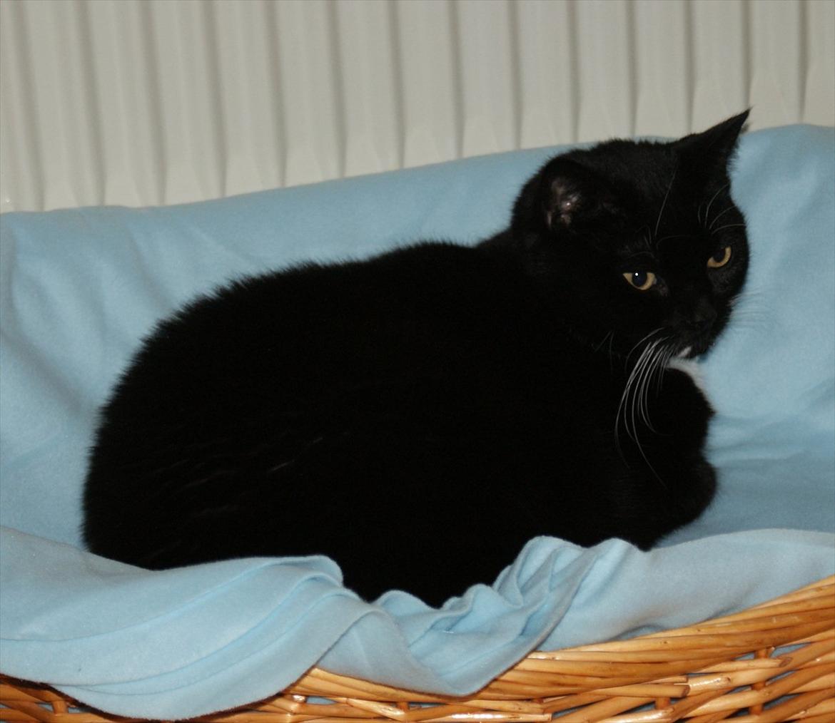 Huskat Pixie - Putter i sin kurv <3 billede 24
