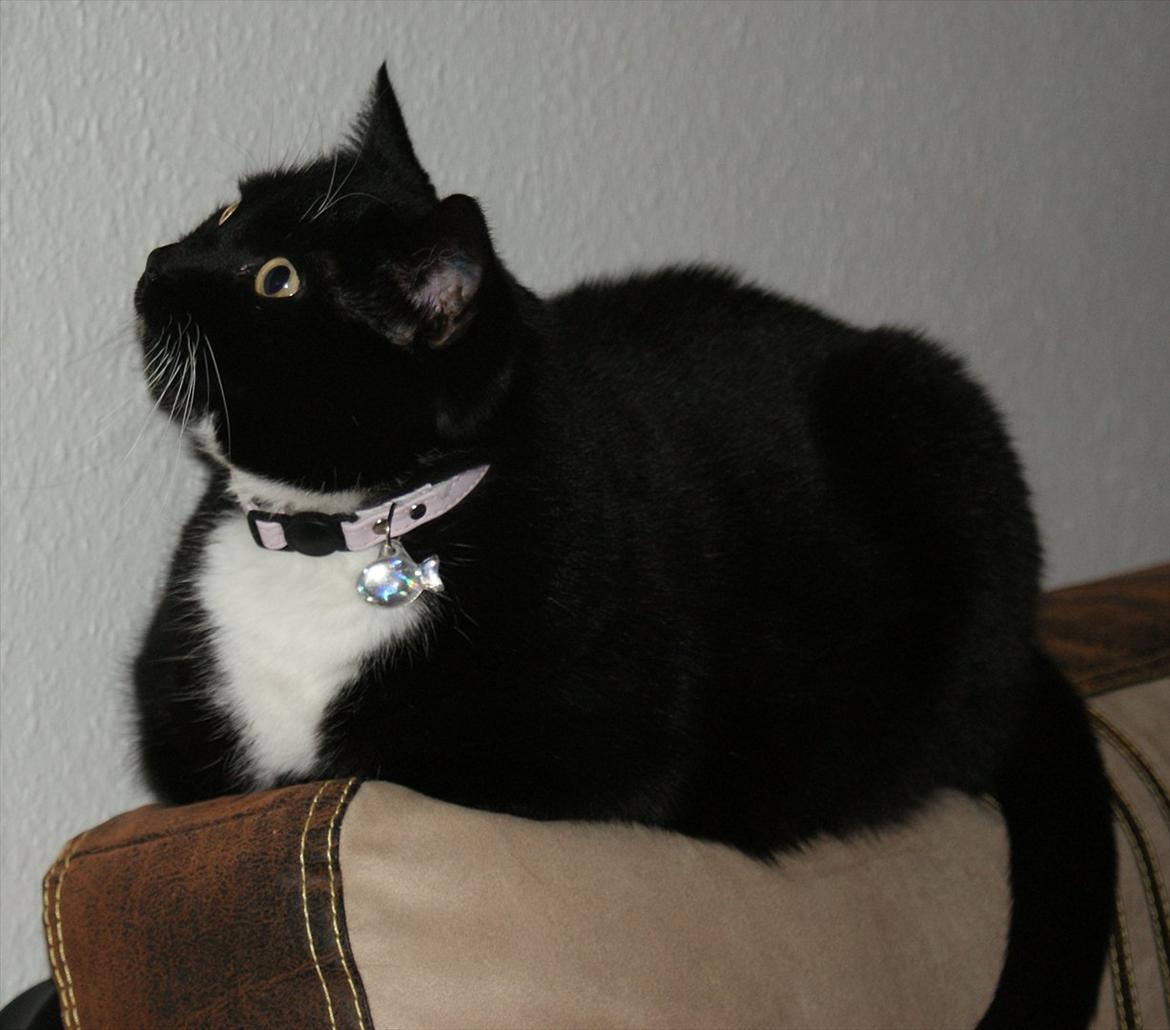 Huskat Pixie billede 13