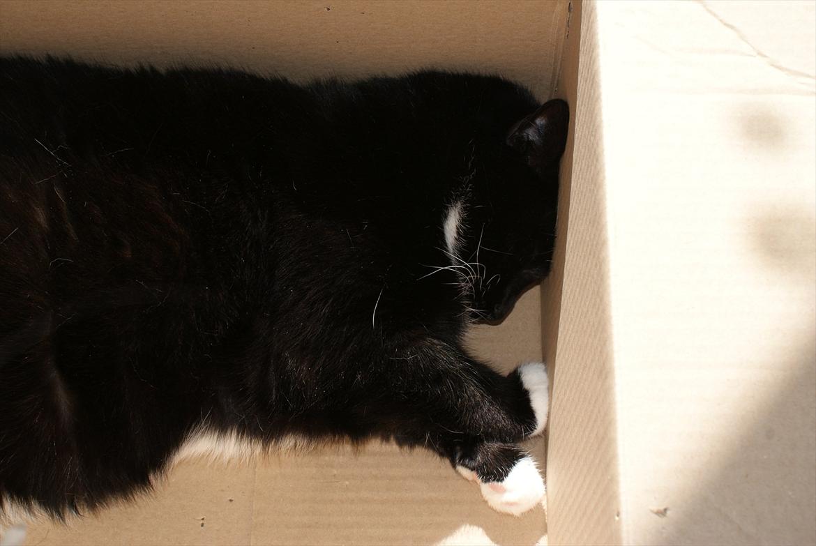 Huskat Pixie - Hmm .. Specielt sted at sove ellers .. billede 28