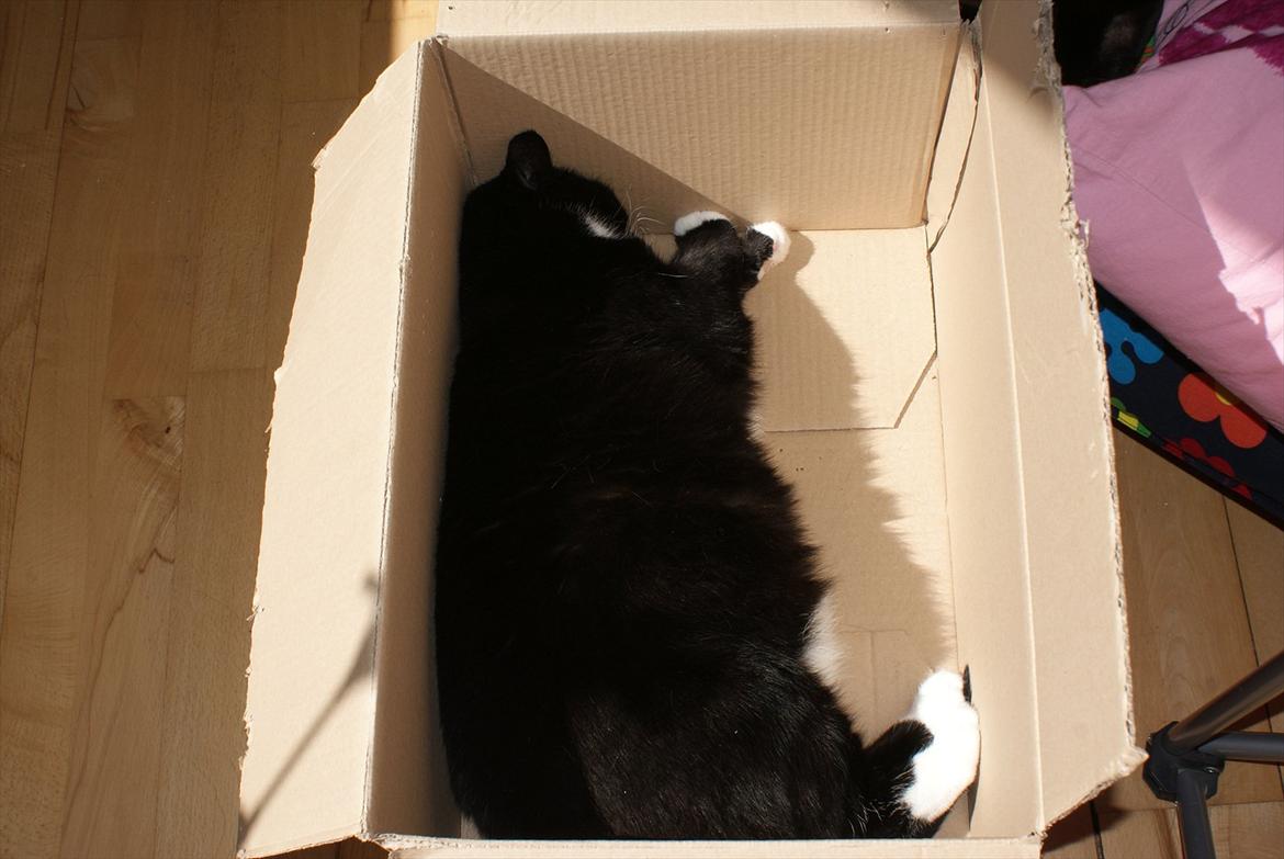 Huskat Pixie - Her er der masser af plads.. Eller? xD billede 29