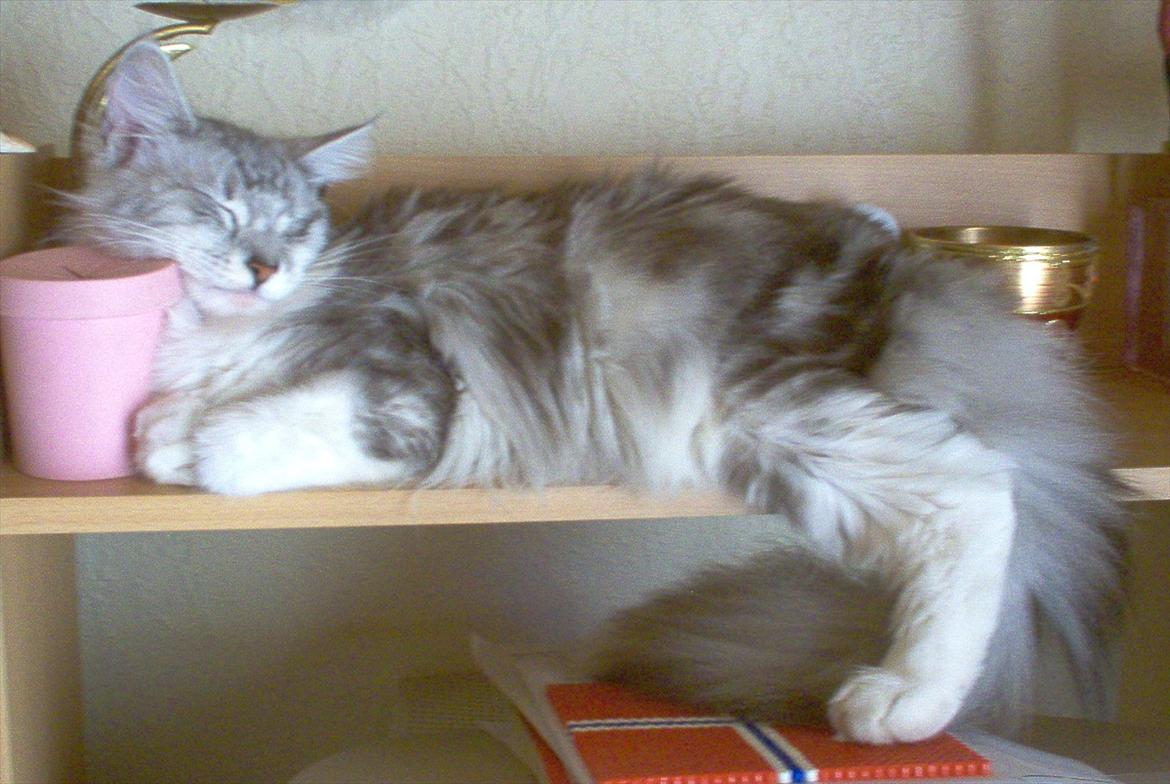 Blanding af racer Satin Snowshoes billede 8