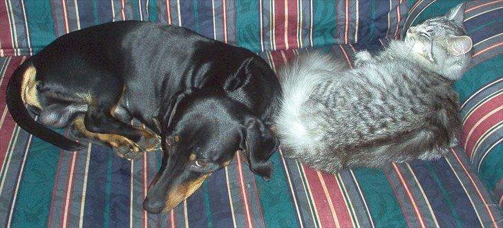 Blanding af racer Satin Snowshoes billede 9