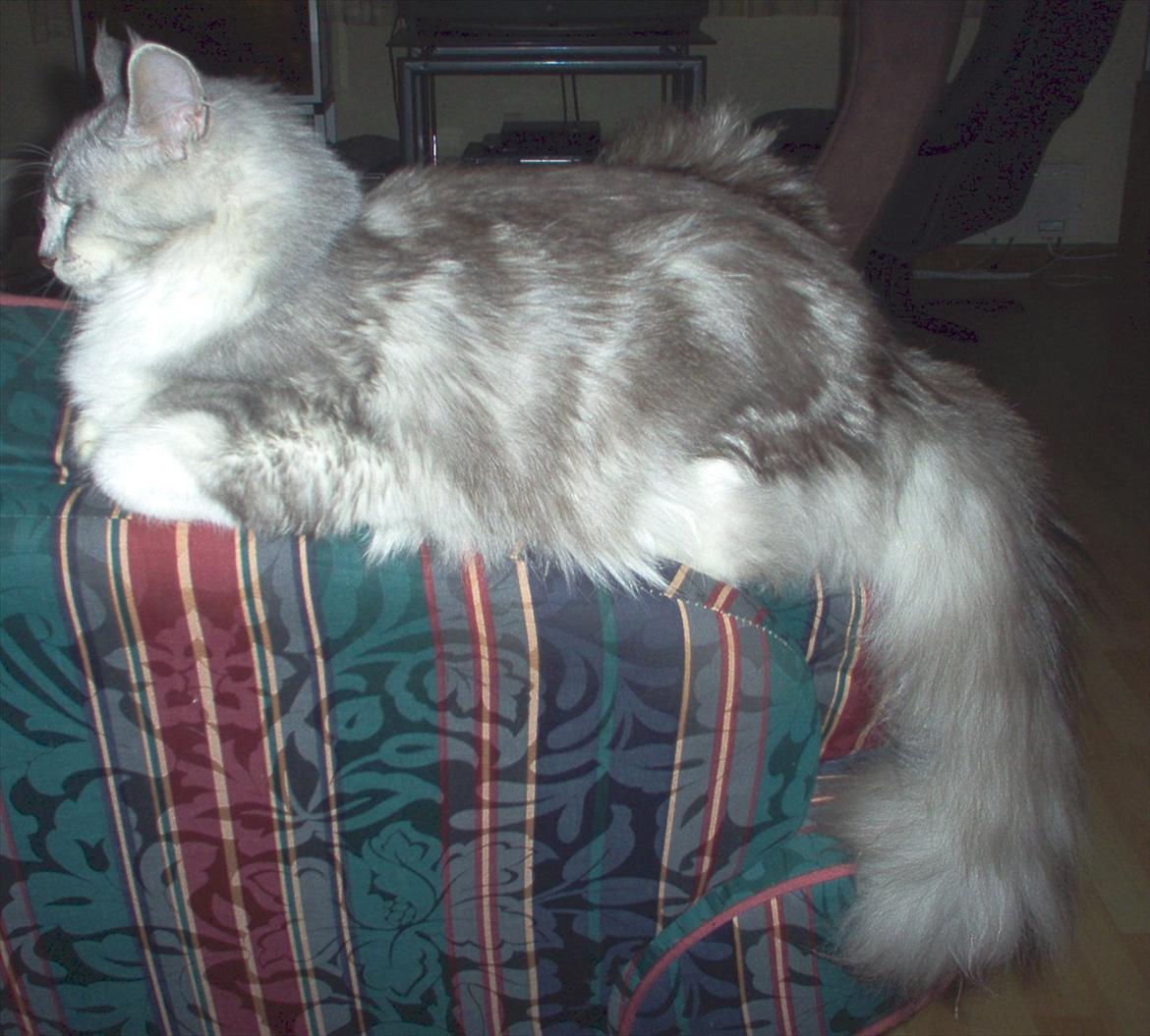 Blanding af racer Satin Snowshoes billede 10