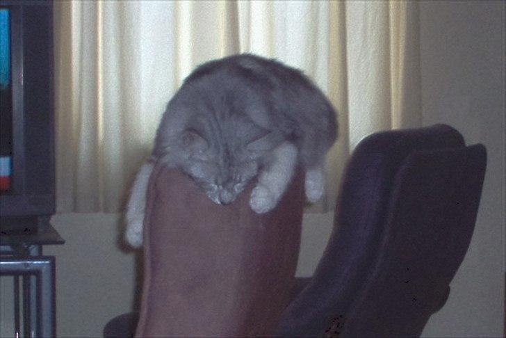 Blanding af racer Satin Snowshoes billede 11