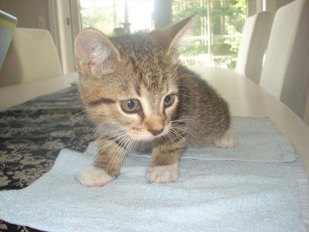 Huskat Simon billede 12