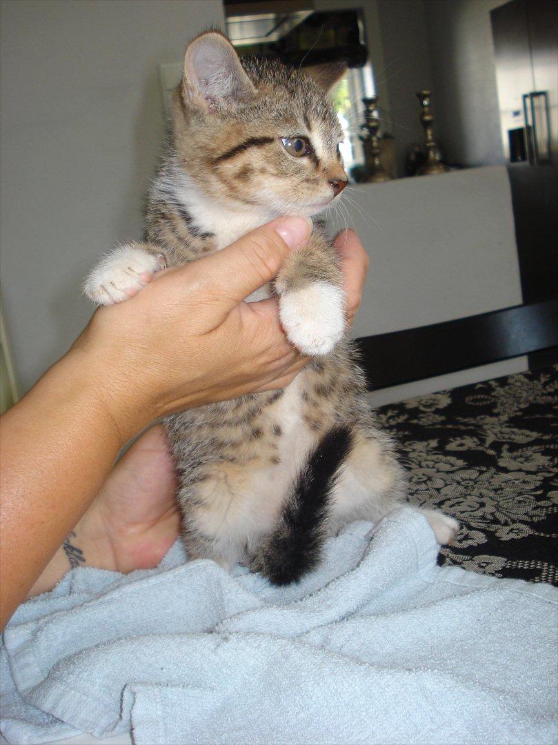 Huskat Simon billede 13