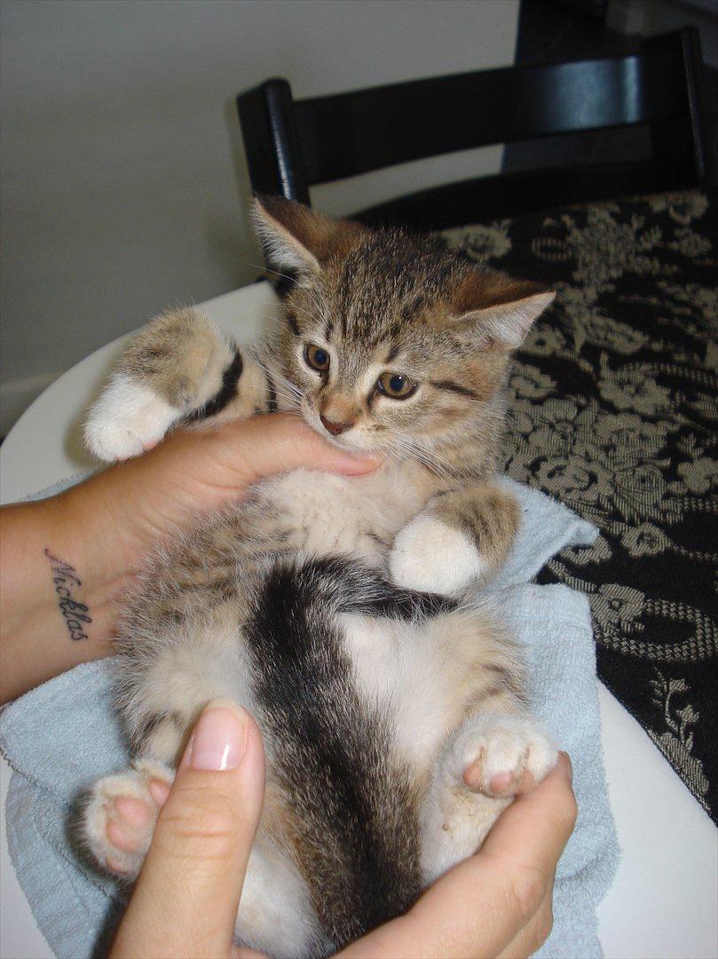 Huskat Simon billede 1