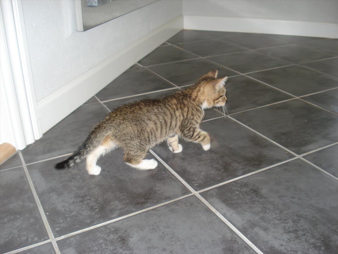 Huskat Simon billede 14