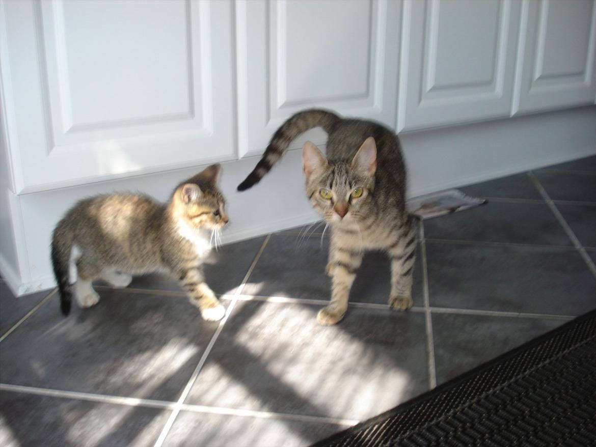 Huskat Simon - Mig og min mor billede 15