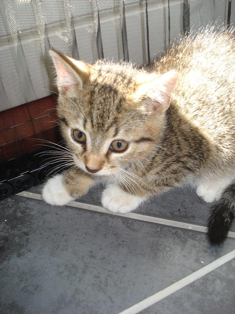 Huskat Simon billede 16