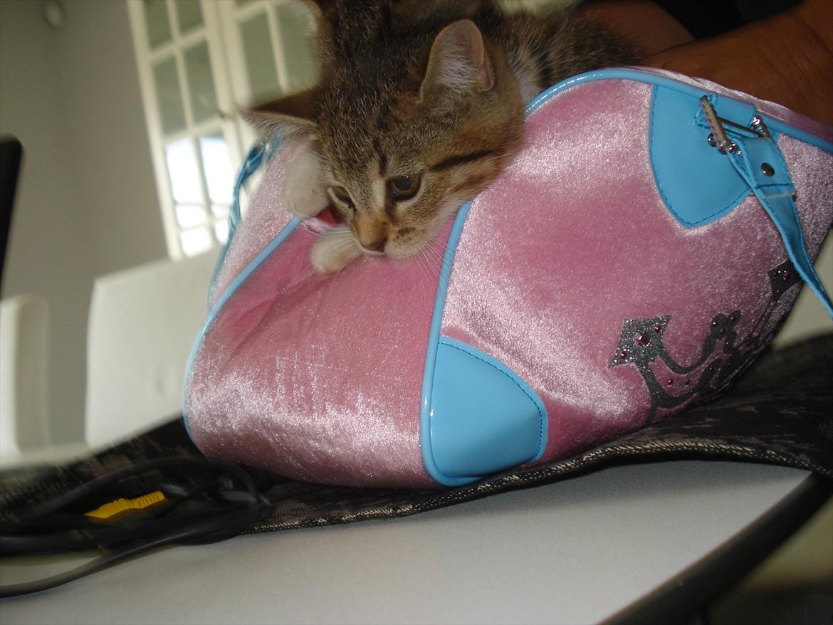 Huskat Simon billede 17