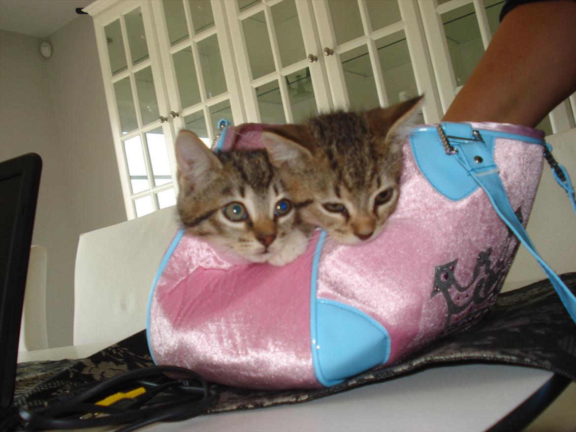 Huskat Simon - Mig og min søster i taske :D billede 18