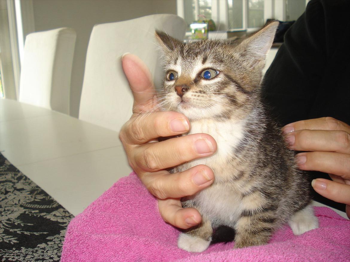 Huskat Simone billede 13