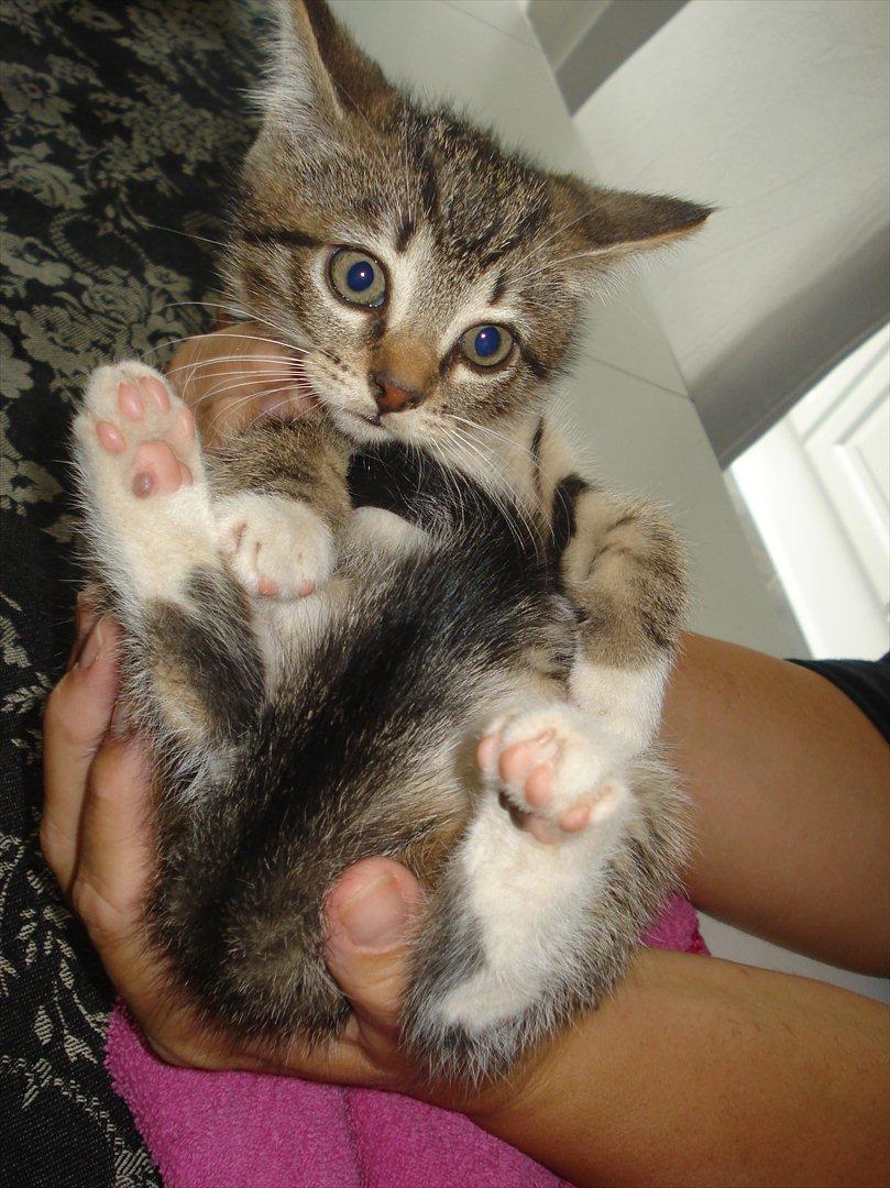 Huskat Simone billede 14