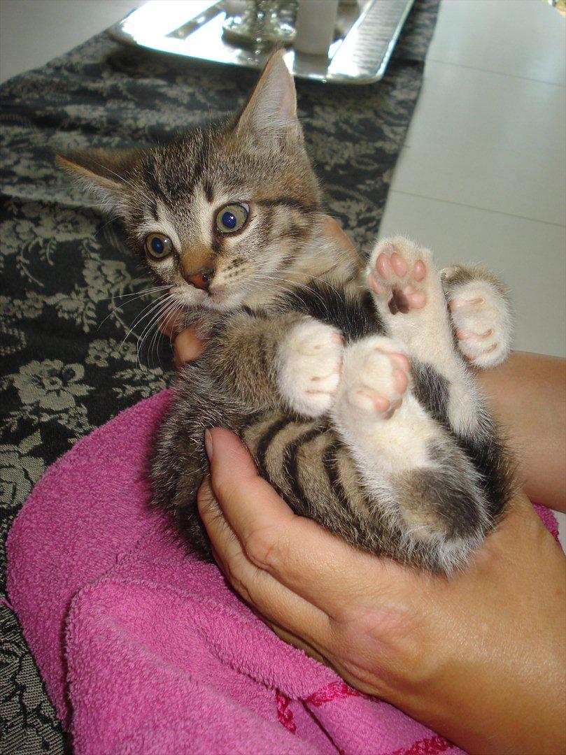 Huskat Simone billede 15