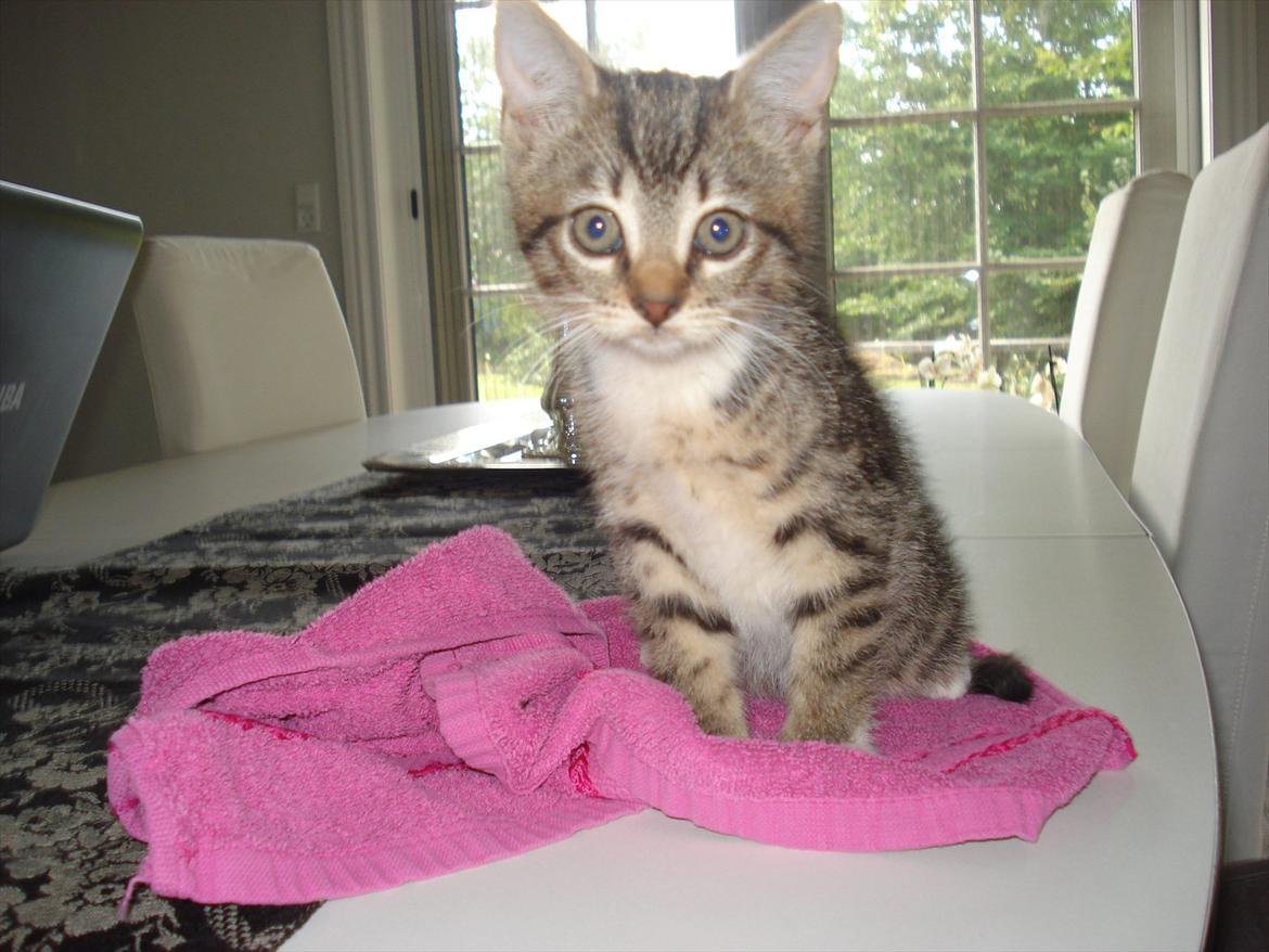 Huskat Simone billede 1