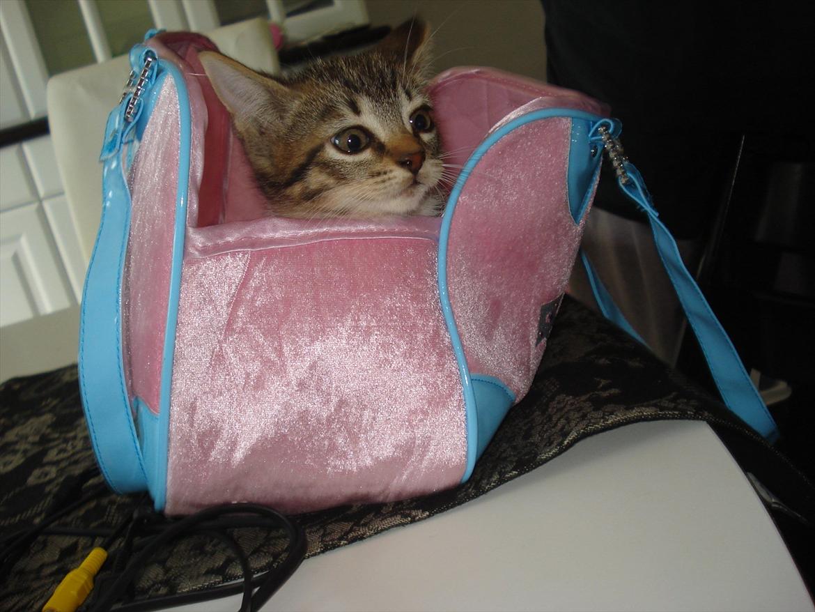 Huskat Simone billede 16