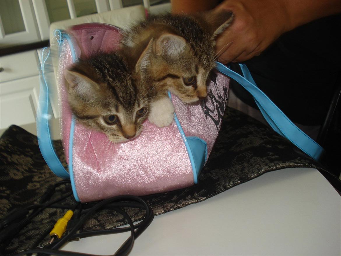 Huskat Simone billede 17