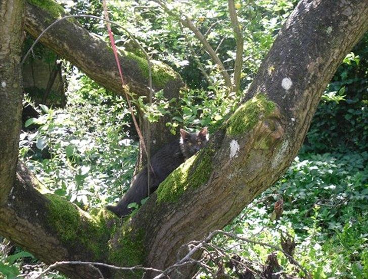 Blanding af racer Mille billede 20