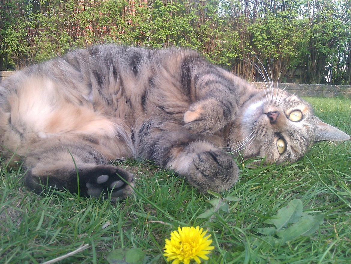 Huskat Molli billede 5