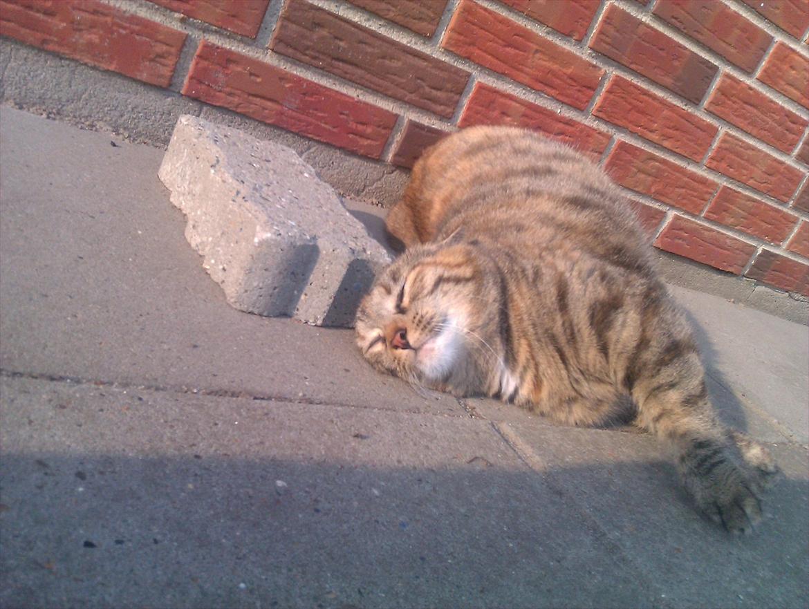 Huskat Molli billede 6