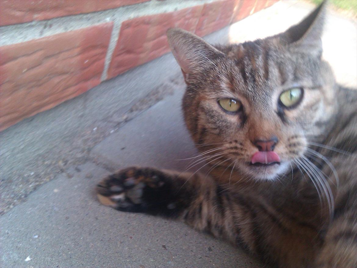 Huskat Molli billede 7