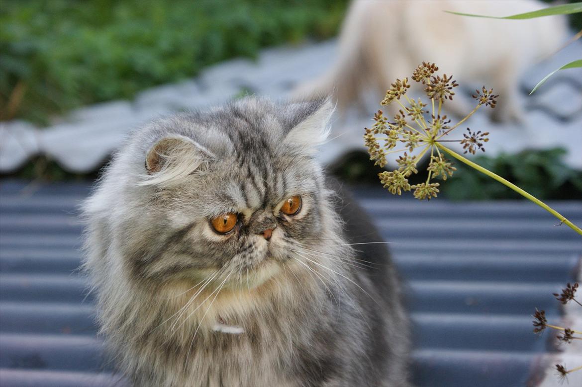 Perser Nyman's Lucky billede 2