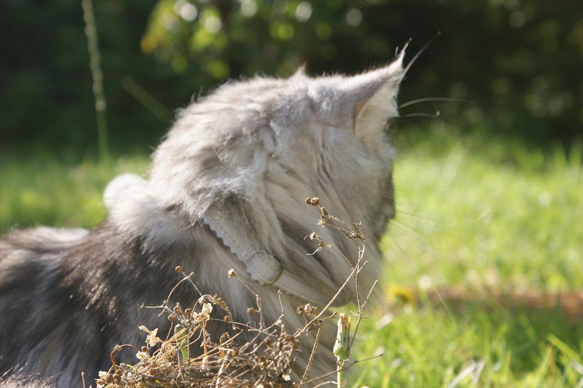 Perser Nyman's Lucky billede 8