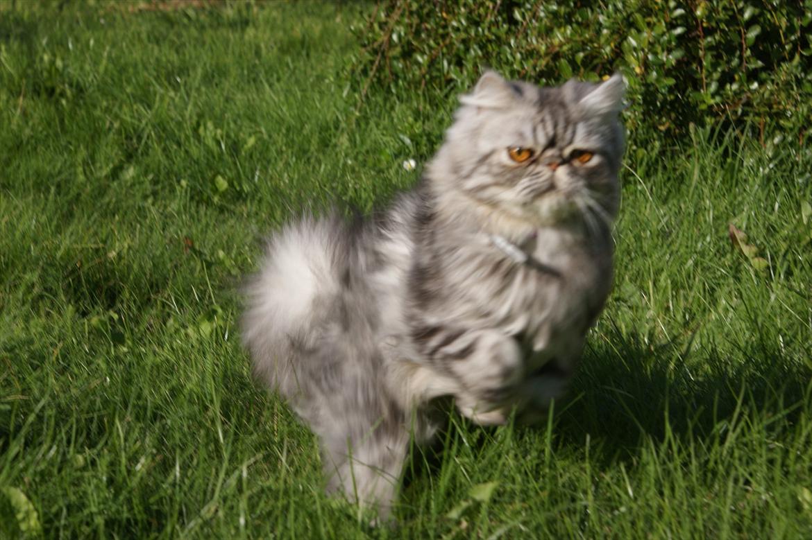 Perser Nyman's Lucky billede 6