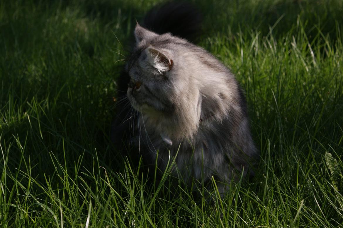 Perser Nyman's Lucky billede 7