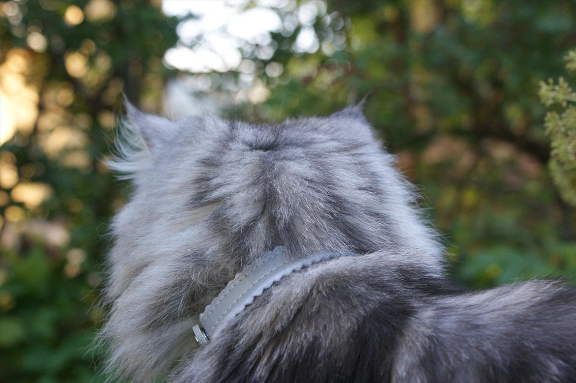 Perser Nyman's Lucky billede 4