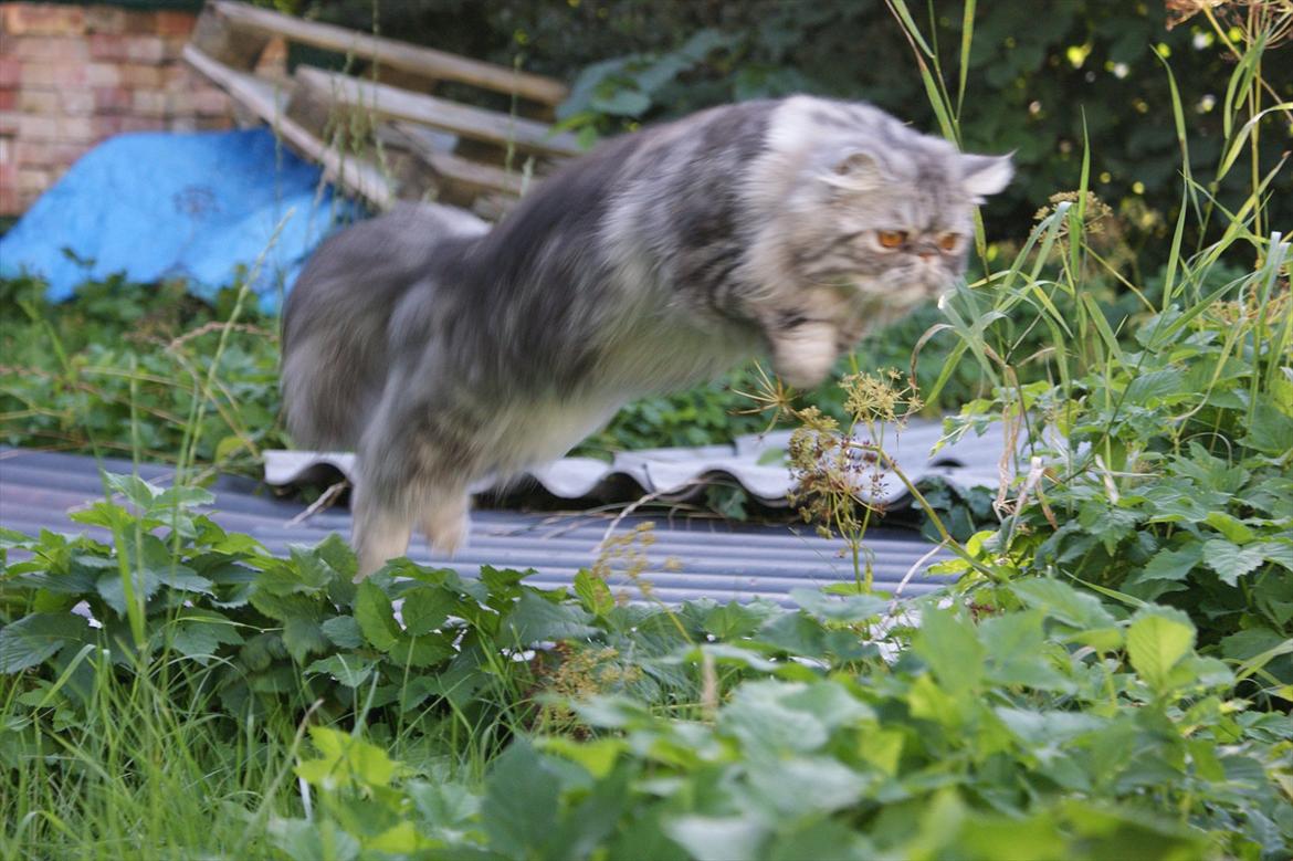 Perser Nyman's Lucky billede 3