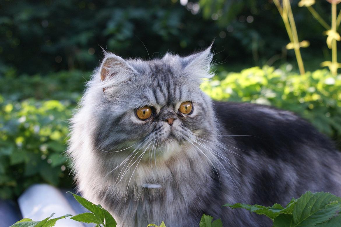 Perser Nyman's Lucky billede 1