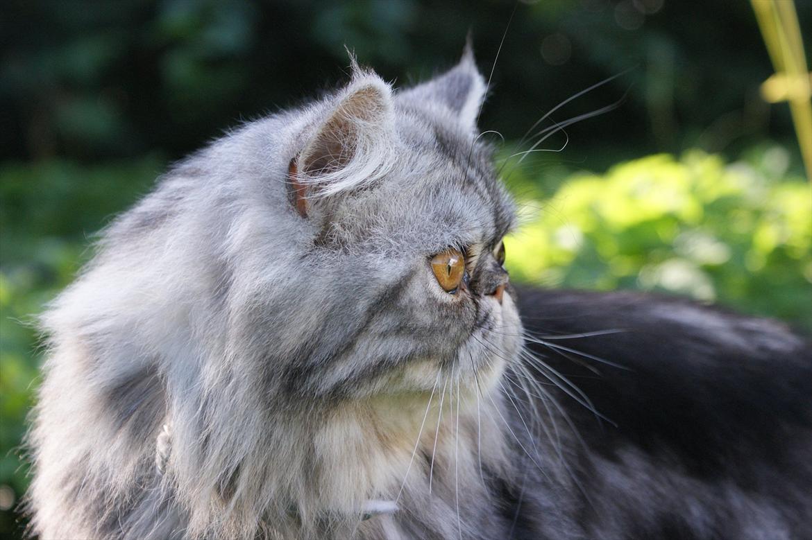 Perser Nyman's Lucky billede 5