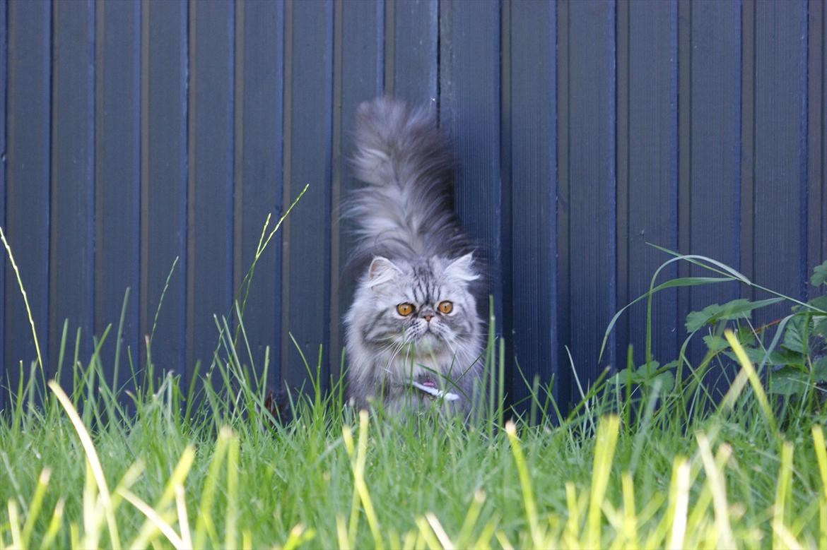 Perser Nyman's Lucky billede 9