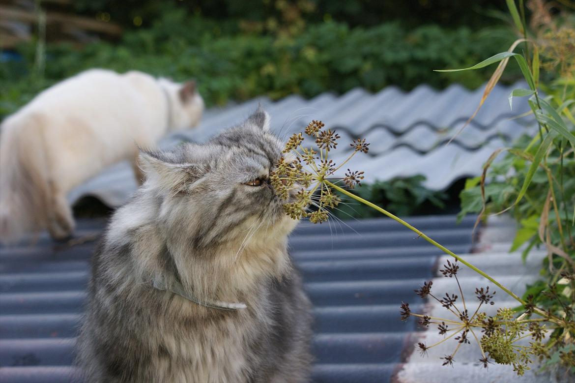 Perser Nyman's Lucky billede 10