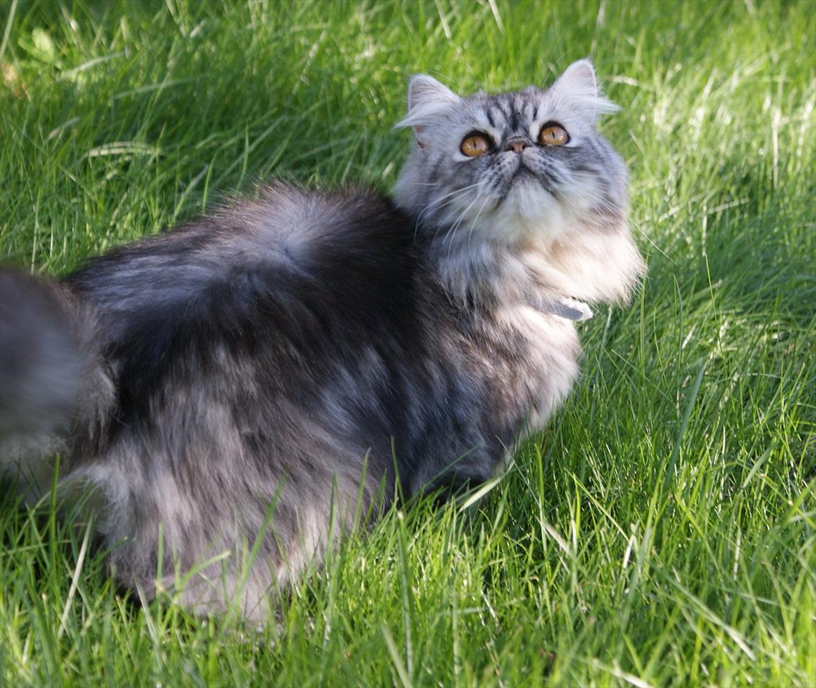 Perser Nyman's Lucky billede 11