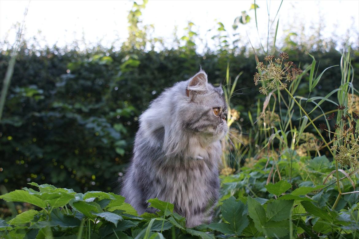 Perser Nyman's Lucky billede 12