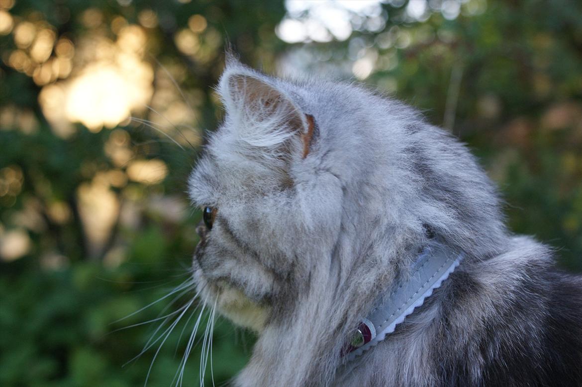 Perser Nyman's Lucky billede 13