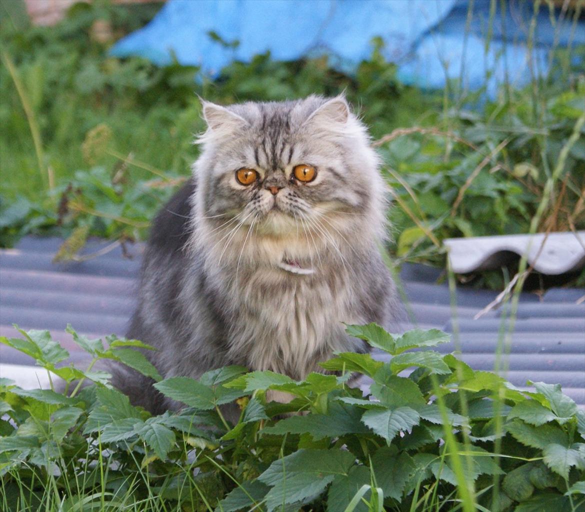 Perser Nyman's Lucky billede 14