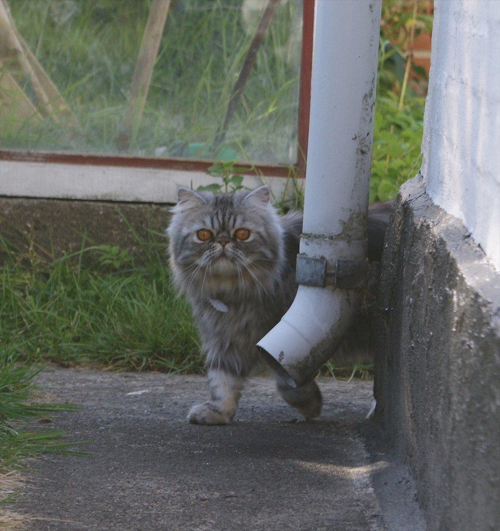 Perser Nyman's Lucky billede 15