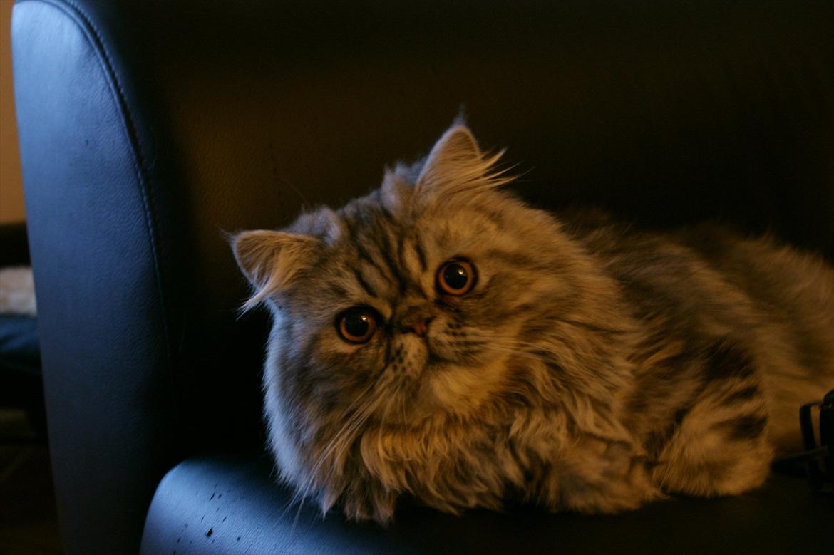 Perser Nyman's Lucky billede 18