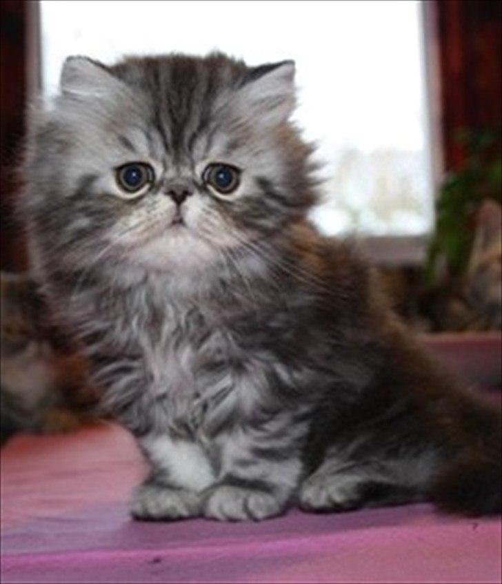 Perser Nyman's Lucky billede 16