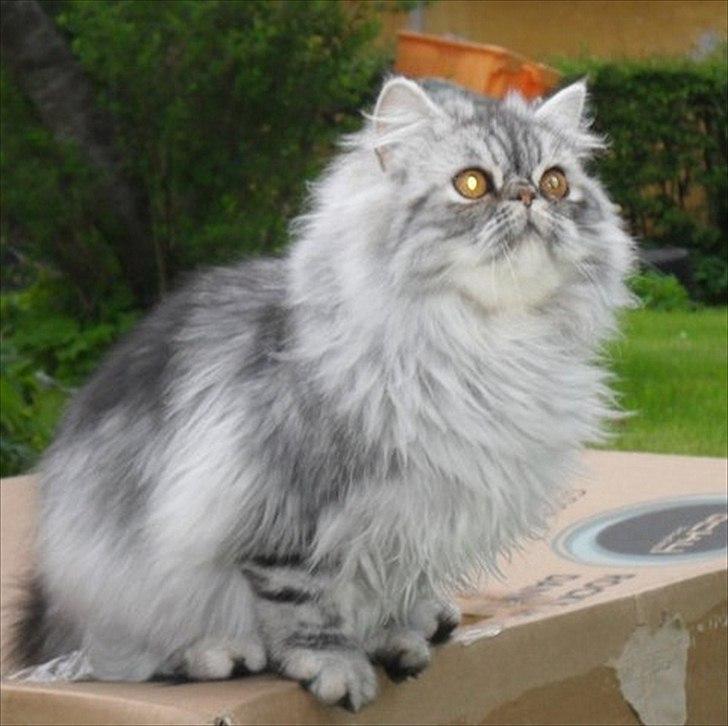 Perser Nyman's Lucky billede 17