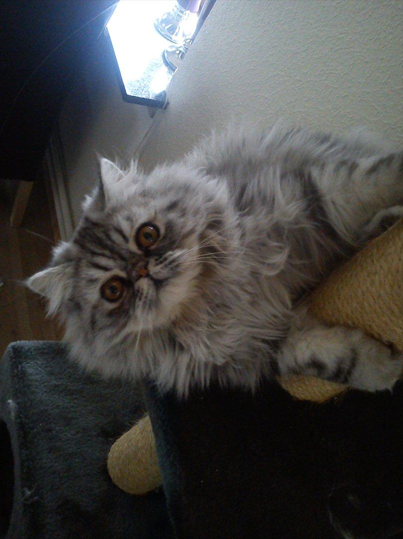 Perser Nyman's Lucky billede 19