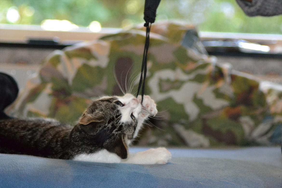 Huskat Simba - Simbas fjollede øjeblikke.. (: Foto: Jonas Sørensen. billede 5