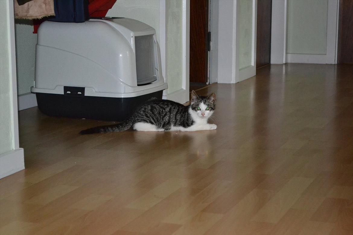 Huskat Simba - Min lille engel (: Foto: Catalina Olesen. billede 14